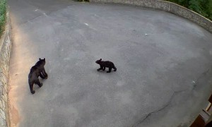 Bear Cub Practices Stop, Drop and Roll
