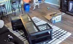 Handyman Caught Playing with Pup