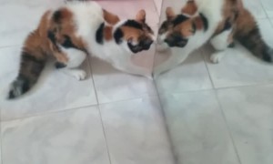 Cat Freaks Out at Its Reflection