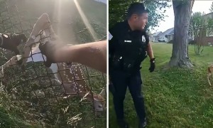 Baby deer rescued from chain-link fence