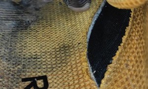 Snake Plays Peek-a-Boo in Sneaker