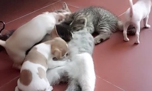 Mother Cat Takes Care of Kittens and Puppies