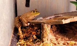 Bullfrogs Are Scary When They Eat