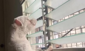 Dog Sings Along with Sirens