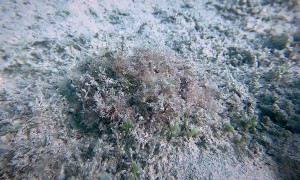 Top Camouflage on the Sea Floor