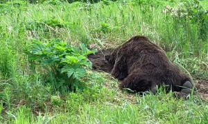 Bear Digging in the Dirt