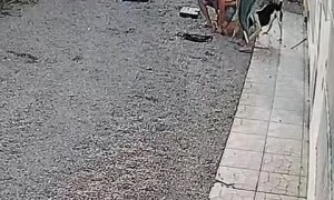 Guy Struggles to Separate Fighting Dogs