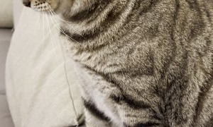 Cat Taps for Pets