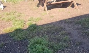 Cute Kid Hugs Every Husky