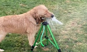 Golden Gets in the Way of Watering Lawn