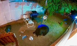 Grumpy Mama Bear in My Yard