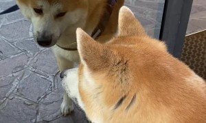 Akita Doesn't Trust the Dog in the Window