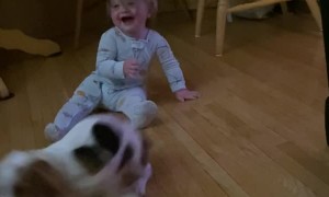 Baby and Basset Hound Puppy Make Fast Friends