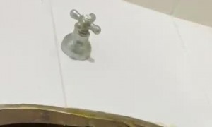 Dinner Time for My Wall Lizard Friends