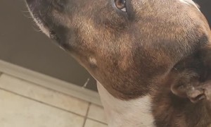 Pitbull Can't Quite Reach Cream on Her Snout