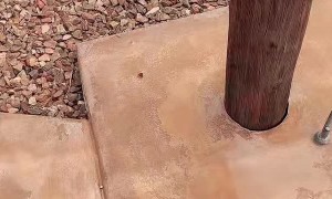 Consoling My Chihuahua Who Bonked Her Eye