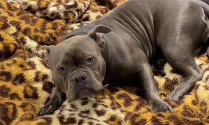 Pandora the Pup Destroyed the Pillow