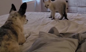 Baby Lynx Looks for Trouble With Chihuahua