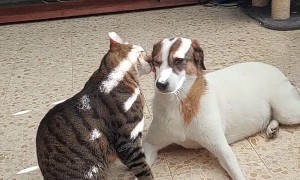 Cat Gives Face Massage to Dog
