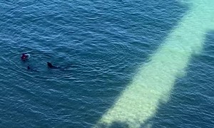 Monk Seal Attacks Tourist