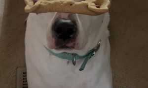 Bella Demonstrates Her Patience