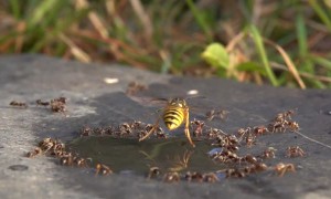 Wasp Flies Up to Shake Off Ants