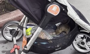 Secret Squirrel Stowaway Steals Savory Snacks