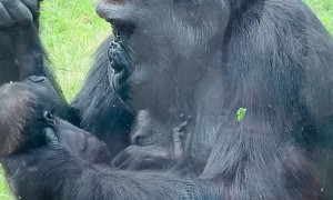 Mother Gorilla Shows off Baby at Calgary Zoo