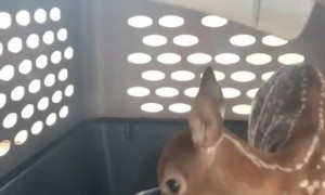 Little Chief the Pup Isn't Happy About Fawn in His Crate