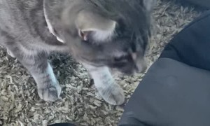 Cats Delicately Investigate Newborn Baby