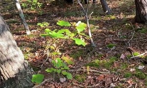 Curious Cubs Approach Hunter