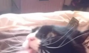Cat Makes Funny Noises While Being Stroked