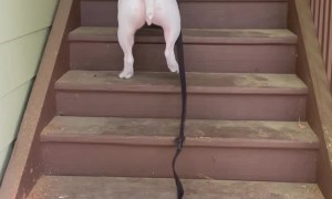 Dog Hops Up the Stairs
