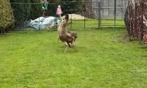 Emu Swerves Around Dog