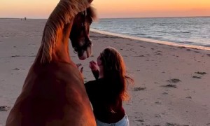Horse and caretaker enjoy watching the sunset at the beach