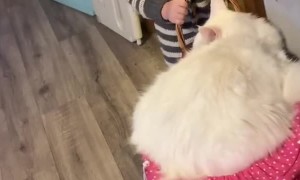 Cat and Baby Are Best Friends
