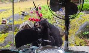 Black Bear Family Drinks From Hummingbird Feeders