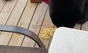 Lunchtime With a Black Bear