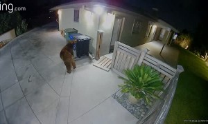 Late Night Gate Crasher