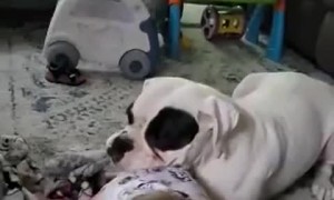 Boxer Gets Protective of Tipping Toddler