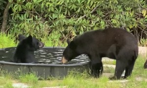 Black Bears Have Fun in Pool