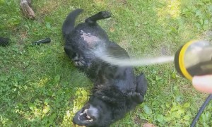 Dog Loves the Water Hose