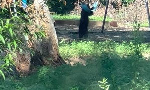 Bear Cubs Play on Swing Set