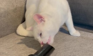 Cat's Face Gets Sucked Up in Vacuum