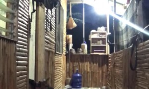 Playful Pup Prevents Owner from Push-Up