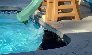 Bear Plays in Backyard Swimming Pool
