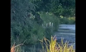 Moose Meanders into Kenai River to Swim