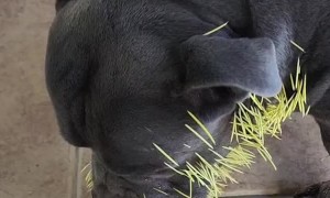 Pitbull Owner Pulls Out Porcupine Quills