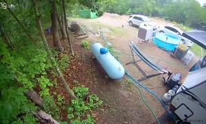 A Bobcat Snatched One of My Chickens