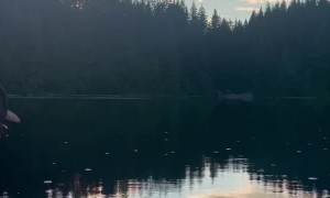 Bugs Ripple Water to Guitar Notes Being Played